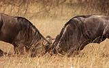 TANZANIA - Serengeti National Park - Lobo - 37